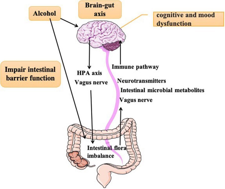microbioma