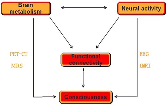 brain