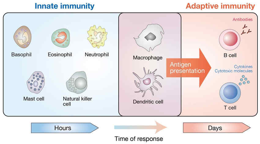 immunity