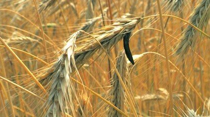 ergot