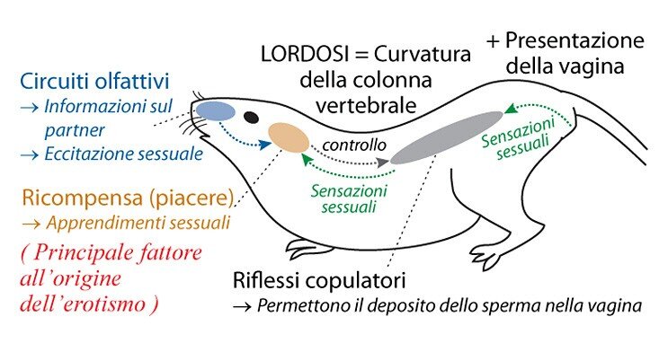 feromoni