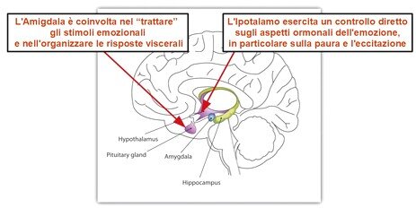 sistema limbico