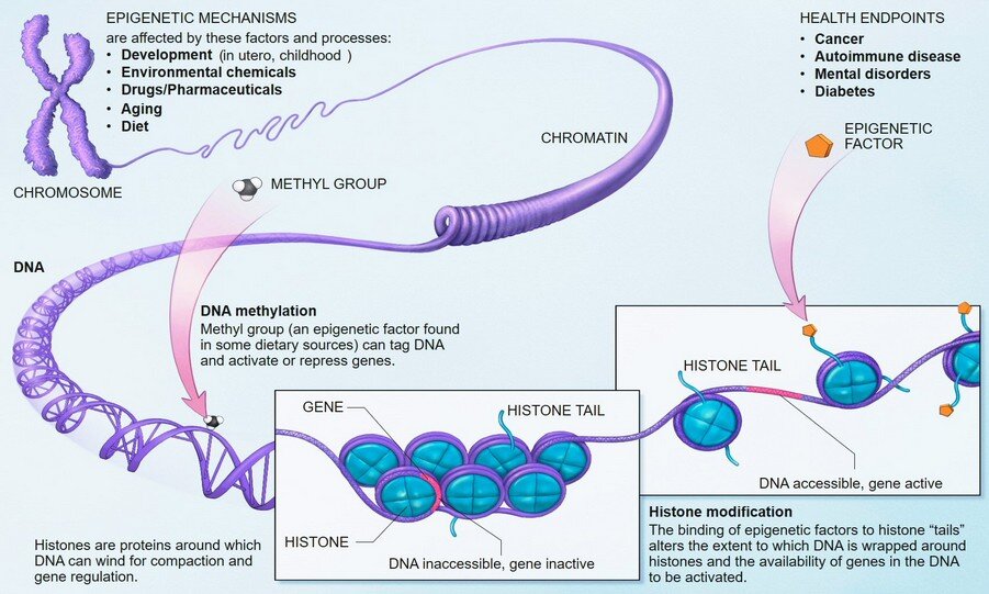 neurotrasmettitori