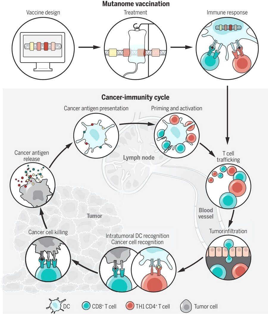 Immunoterapia cancro