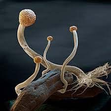 fungo