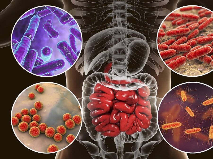 microbiota