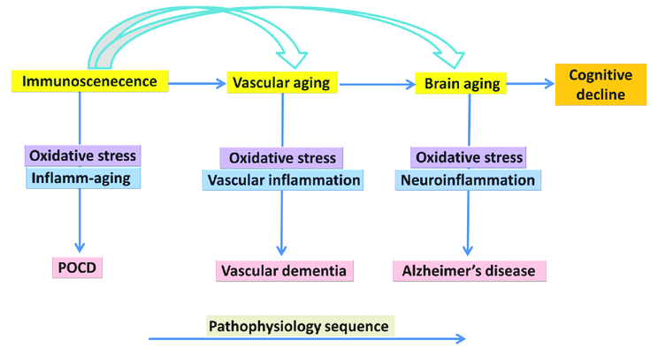 brain senescence