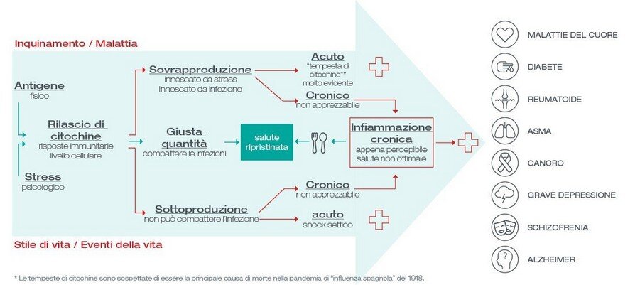 metabolismo