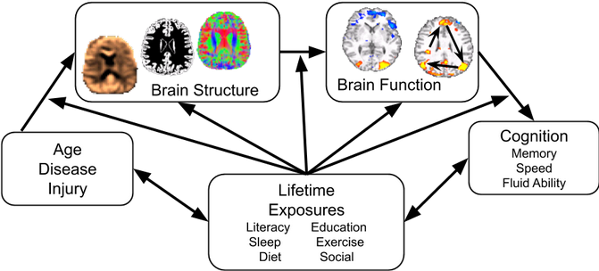 aging brain