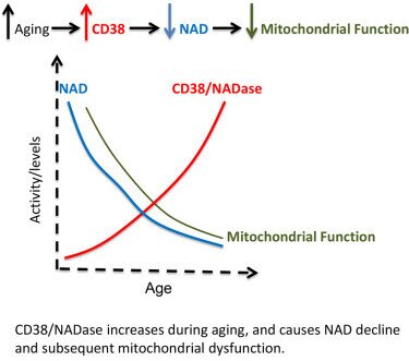 CD38