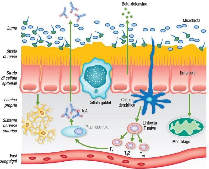 microbiota