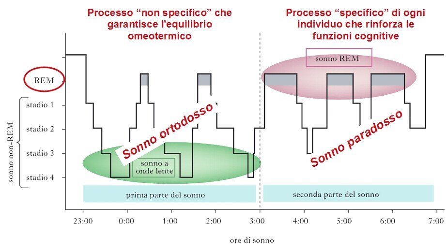 sonno REM