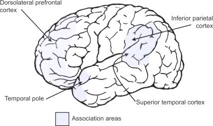 synapsis 