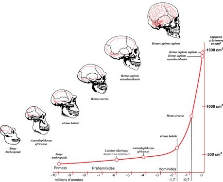 Incremento capacit� cranica ominidi