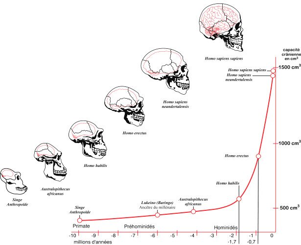 brain