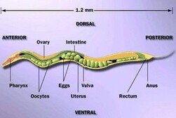 Nematode