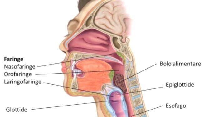 glottide-epiglottide
