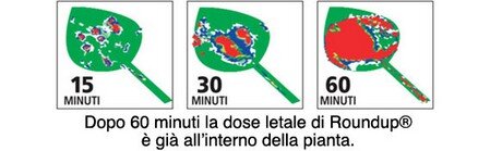 Roundup