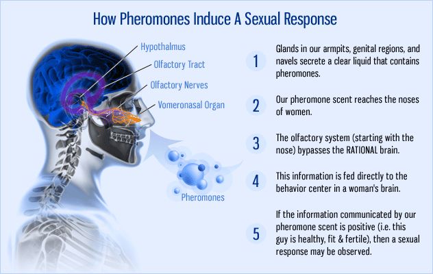 sexual response