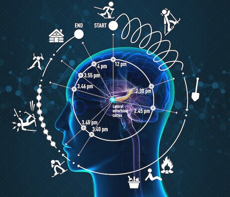 brain