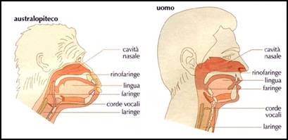 laringe australopiteco uomo