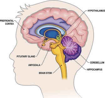 brain