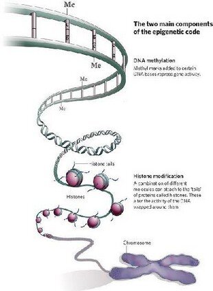 rDNA