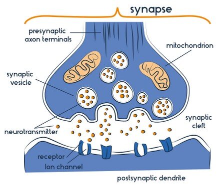 neurotransmitters